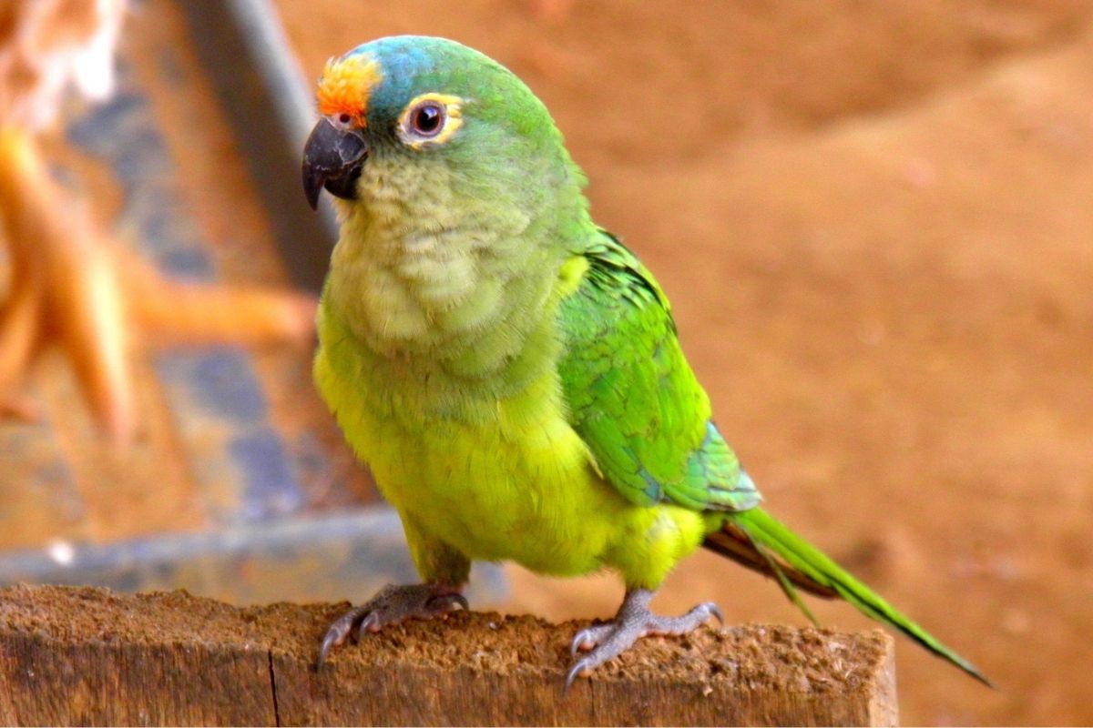 All About Bee Bee Parrots - World Parrot Refuge