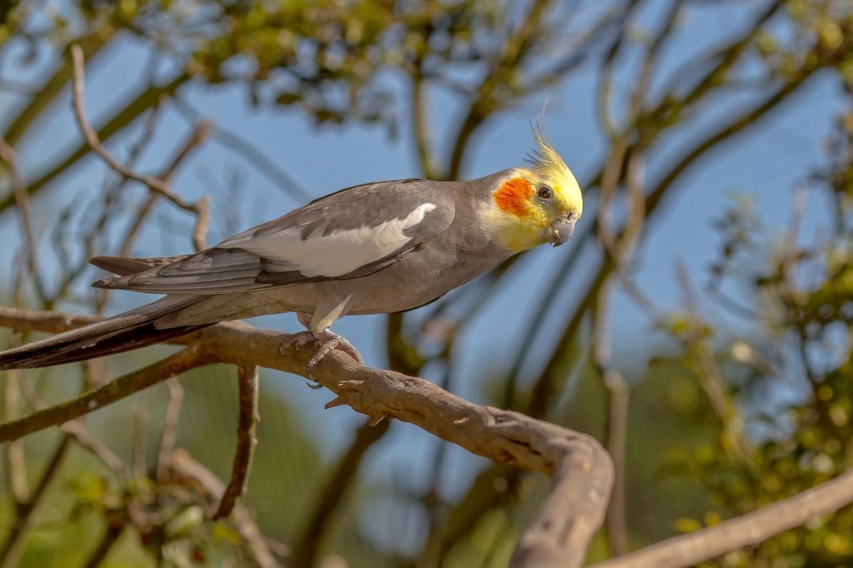 How Long Do Cockatiels Live For? - World Parrot Refuge