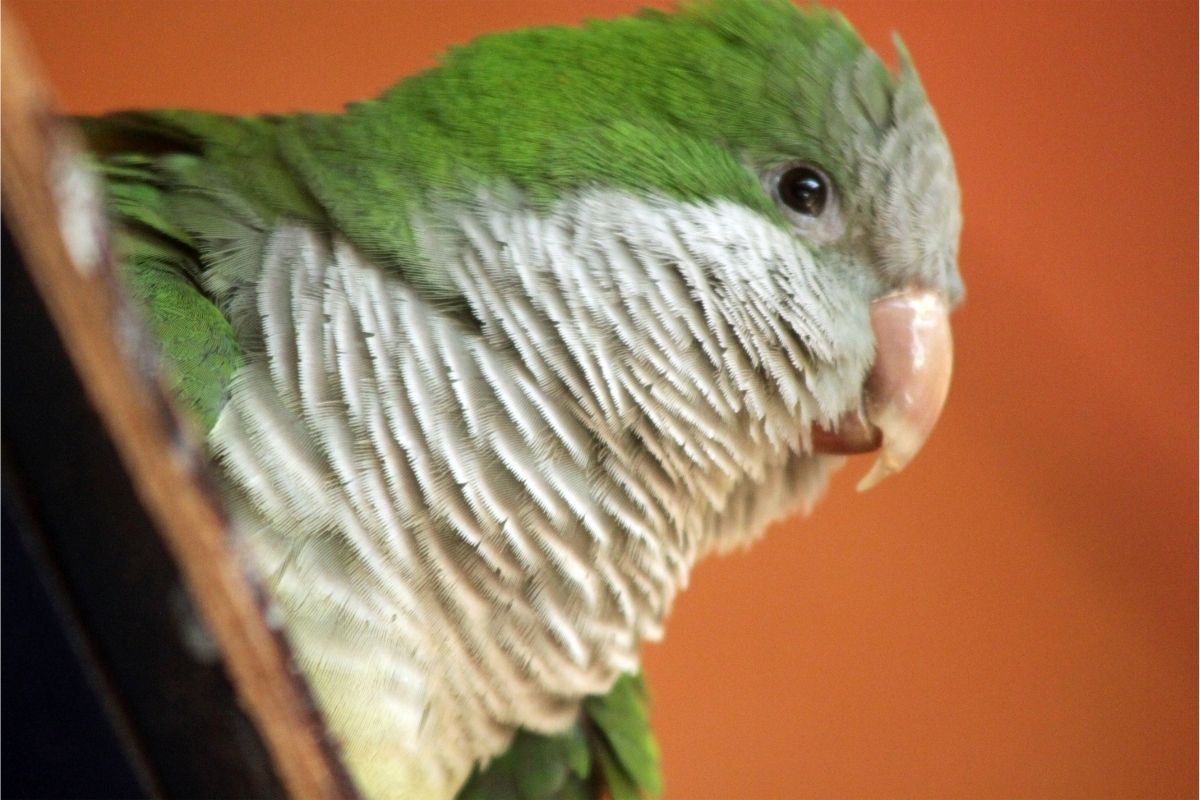 What Is The Lifespan Of A Quaker Parrot? - World Parrot Refuge