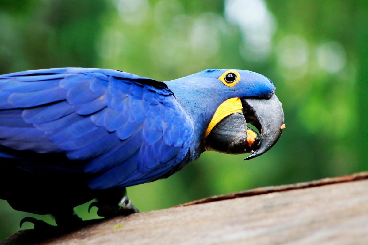 19 Types Of Macaws – A Comprehensive List With Photos - World Parrot Refuge