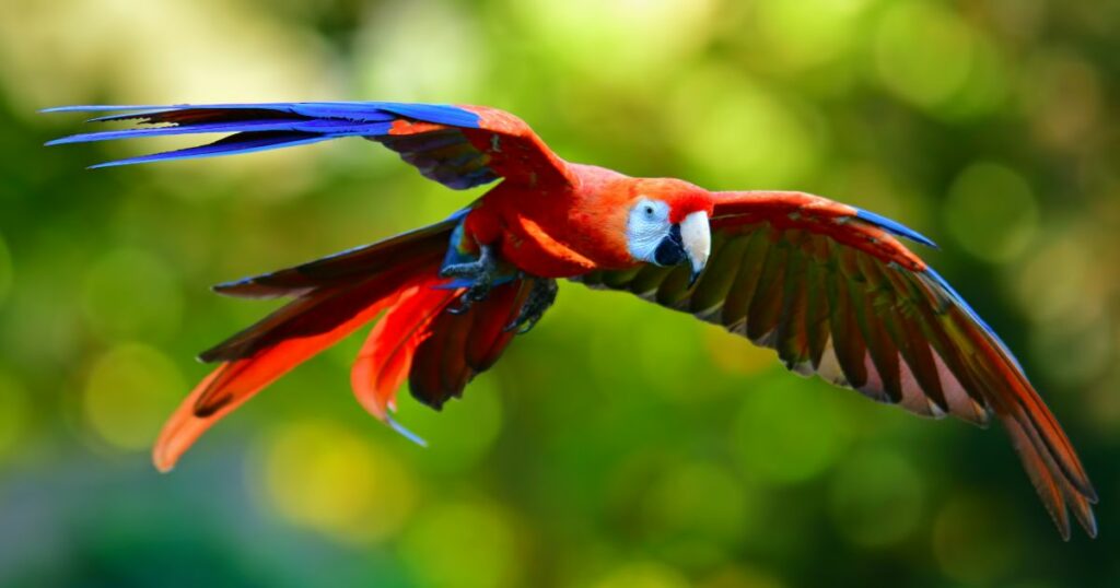 Scarlet macaw flying in nature