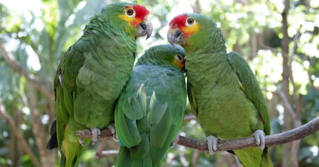 Parrot's family