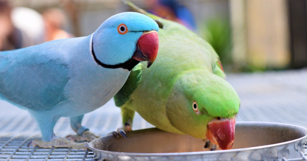 Parrots talk. Земляной попугай. Австралийский Земляной попугай. Имена для попугаев. Parrot talk.