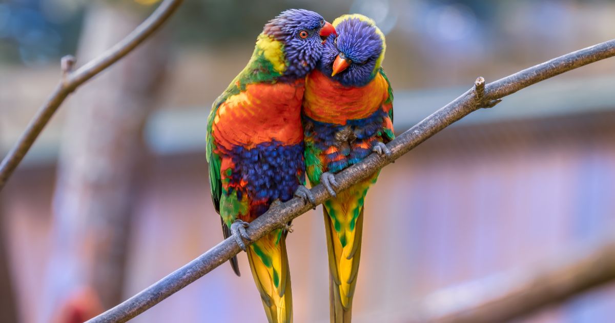 Depression in Parrots: Causes, Symptoms, and Treatment Options - World ...